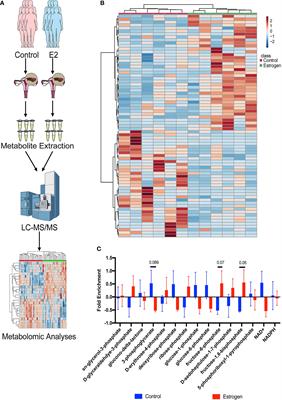 Metabolomics Analysis Discovers Estrogen Altering Cell Proliferation via the Pentose Phosphate Pathway in Infertility Patient Endometria